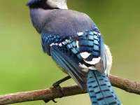 The Early Bird Gets…..