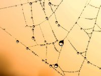 Clear Out the Cobwebs