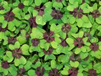 What’s Luck Got to Do with It?